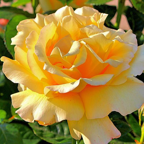 Žlutá - Stromková růže s drobnými květy - stromková růže s kompaktním tvarem koruny